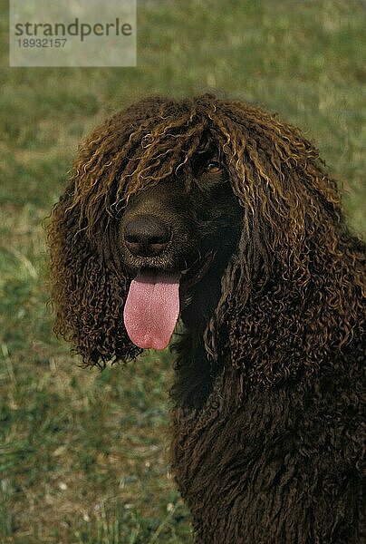 Irish Water Spaniel Hund  Portrait eines Erwachsenen mit herausgestreckter Zunge