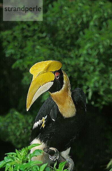 Großer Hornvogel (buceros bicornis)  Erwachsener