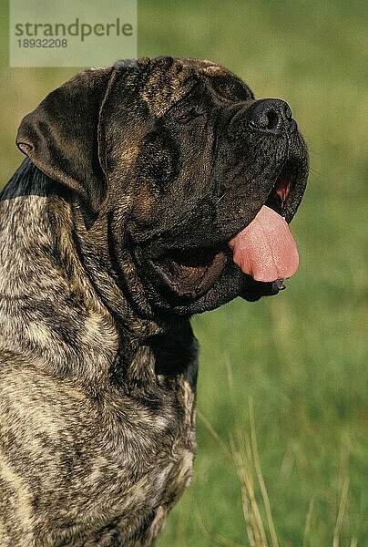 Mastiff-Hund  Porträt eines Erwachsenen