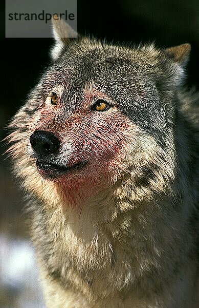 Nordamerikanischer Grauwolf (canis lupus occidentalis)  Portrait eines Erwachsenen  blutverschmiert  Kanada  Nordamerika