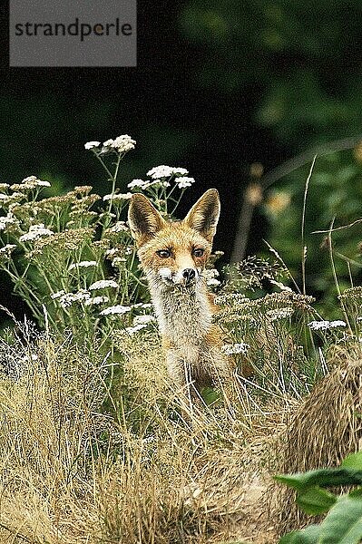 Rotfuchs (vulpes vulpes)  ERWACHSENER  KOPF AUS DEM LANGEN GRAS  NORMANDY IN Frankreich