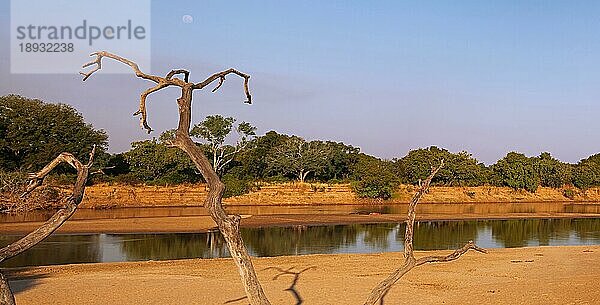 Landschaft im Morgenlicht am Luangwa Fluss  Panorama-Aufnahme  South Luangwa Nationalpark  Sambia  landscape at the Luangwa River  Zambia  Afrika
