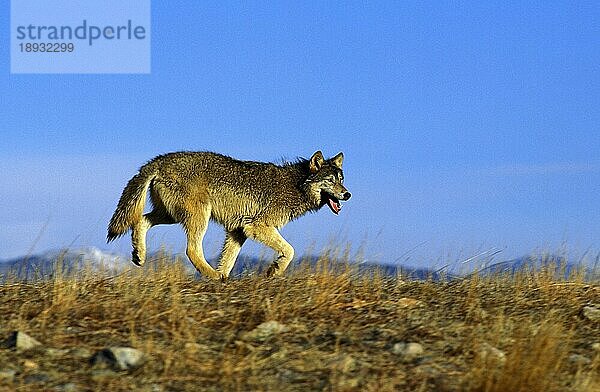 Nordamerikanischer Mackenzie-Wolf (canis lupus occidentalis)  erwachsen  Kanada  Nordamerika