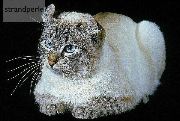 AMERIKANISCH GELOCKTE HAUSKATZE  ERWACHSEN  RUHEND VOR SCHWARZEM HINTERGRUND