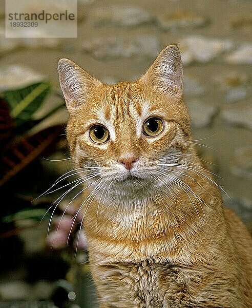 Rot getigerte Hauskatze  Porträt eines Erwachsenen