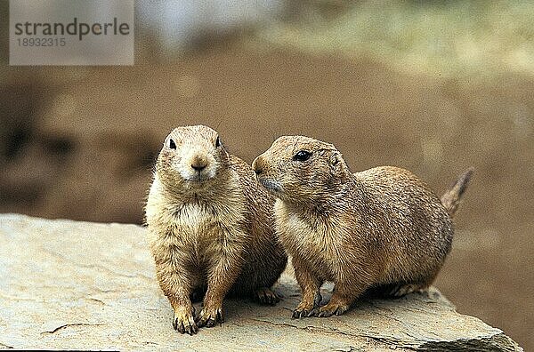 Schwarzschwanz-Präriehund (cynomys ludovicianus)  erwachsen