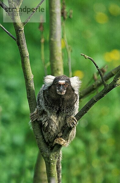 Allgemeines Marmoset (callithrix jacchus)  Erwachsener auf Ast