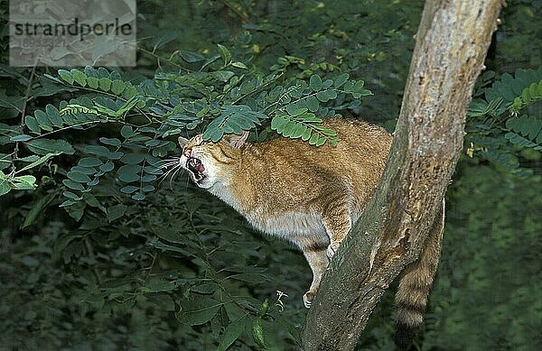 Europäische Wildkatze (felis silvestris)  erwachsen  gähnend