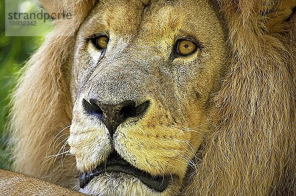 AFRIKANISCHER LÖWE (panthera leo)  KOPFANSCHAUUNG EINES ERWACHSENEN