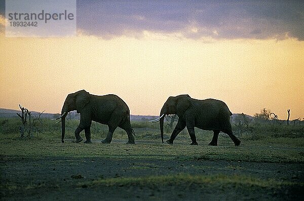 Afrikanischer Elefant (loxodonta africana)  Silhouette eines erwachsenen Tieres  Amboseli Park in Kenia