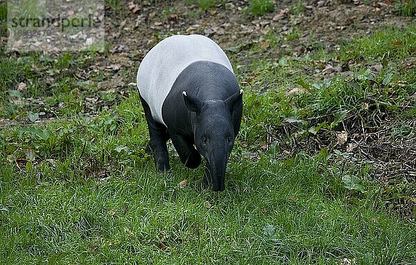 Malaiischer Tapir (tapirus indicus)  erwachsen