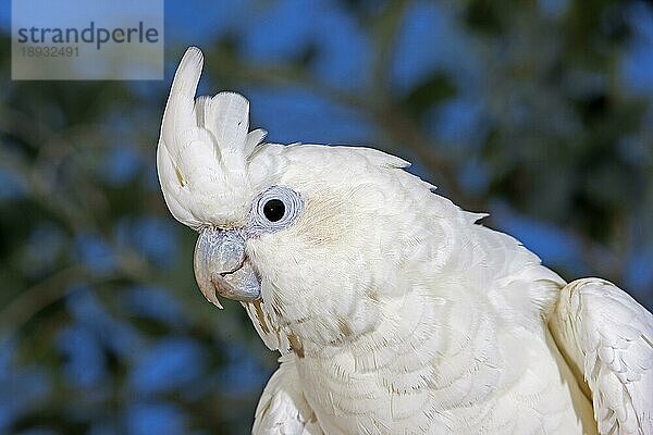 PHILIPPINISCHER KAKAKATO ODER ROTZÜGELKAKATO (cacatua haematuropygia)  PORTRAIT EINES ERWACHSENEN