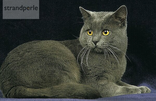 CHARTREUX-KATZE  ERWACHSEN GEGEN SCHWARZEN HINTERGRUND