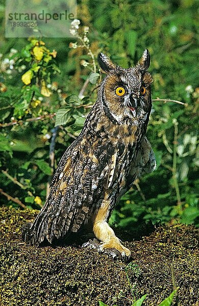 Waldohreule (asio otus)  Erwachsener mit einer erlegten  jungen Gartenschläferin