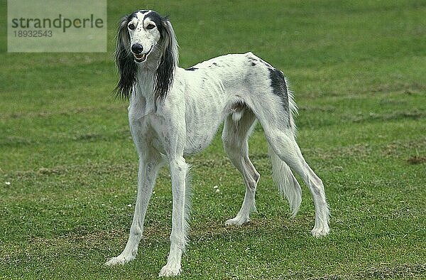 SALUKI-HUND  ERWACHSEN  STEHEND AUF GRAS