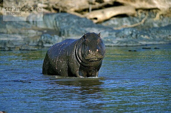 HIPPOPOTAMUS (Flusspferd amphibius)  ERWACHSENER IM MARA-FLUSS  MASAI MARA PARK  KENIA