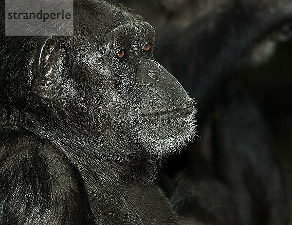 CHIMPANZEE (pan troglodytes)  PORTRAIT EINES ERWACHSENEN