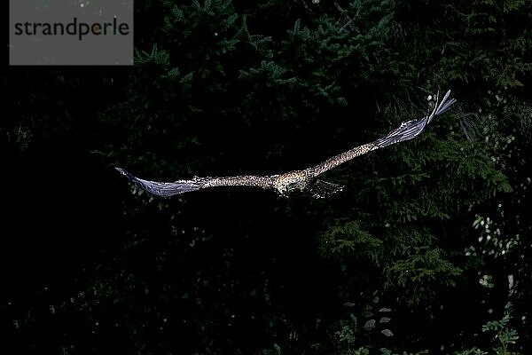 Östlicher Kaiseradler (aquila heliaca)  ERWACHSENE IM FLUG