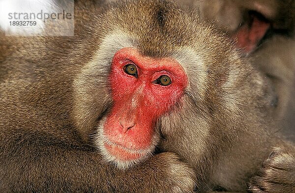 JAPANISCHER MACAQUE (macaca fuscata)  PORTRAIT EINES ERWACHSENEN  HOKKAIDO IN JAPAN