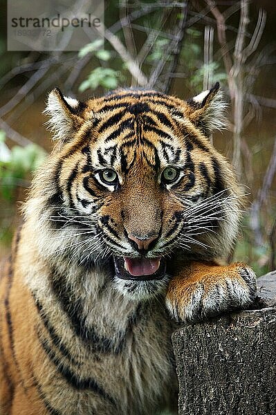 SUMATRAN-TIGER (panthera tigris sumatrae)  PORTRAIT EINES ERWACHSENEN