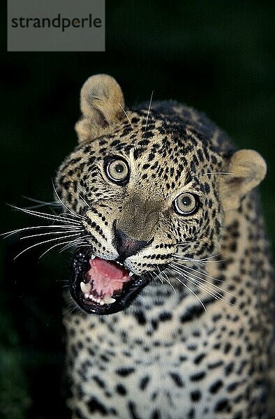 LEOPARD (panthera pardus)  ERWACHSENE WACHSENDE