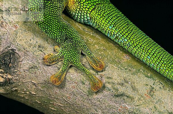 Madagaskar-Taggecko (phelsuma madagascariensis)  Erwachsener  Nahaufnahme des Beins