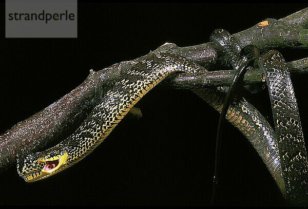 Tropische Ringelnatter (spilotes pullatus)  Erwachsener vor schwarzem Hintergrund