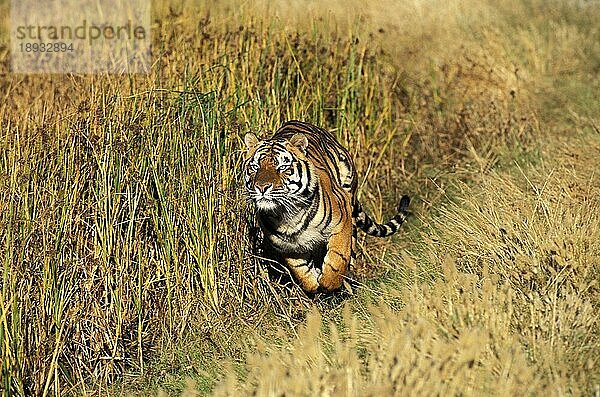 Königstiger (panthera tigris tigris)  ERWACHSENER LAUFEND