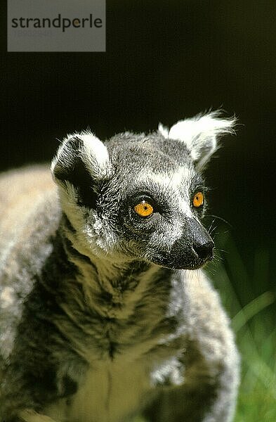 Ringelschwanzlemur (lemur catta)  Porträt eines Erwachsenen