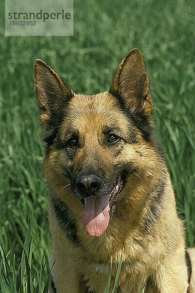 Deutscher Schäferhund  Portrait eines Erwachsenen mit herausgestreckter Zunge