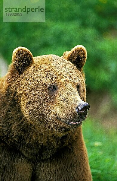 Braunbär (ursus arctos)  Porträt eines Erwachsenen