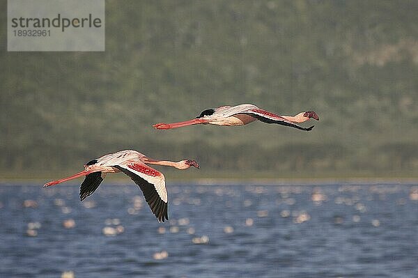 Kleiner Flamingo (phoenicopterus minor)  Erwachsene im Flug  Nakuru See in Kenia