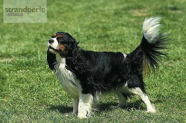 Cavalier King Charles Spaniel  Erwachsener stehend auf Gras