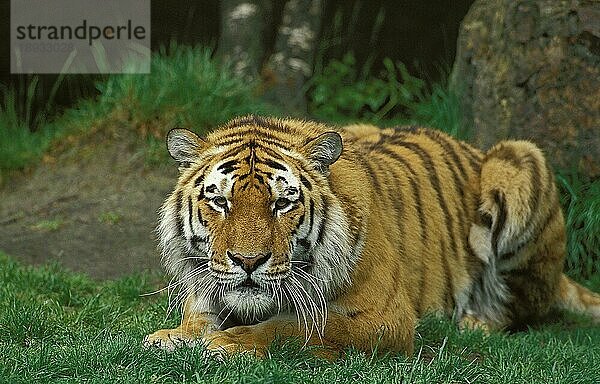 Sibirischer Tiger (panthera tigris altaica)  ERWACHSENER LEGT SICH AUF GRAS