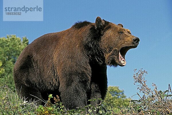 Braunbär (ursus arctos)  Erwachsener ruft