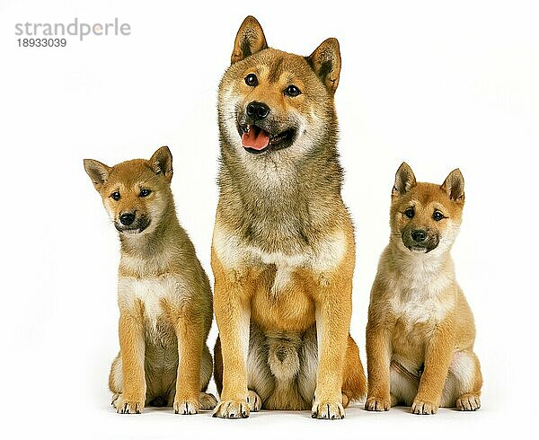 Shiba Inu Hund  Erwachsene mit Welpe sitzen gegen weißen Hintergrund