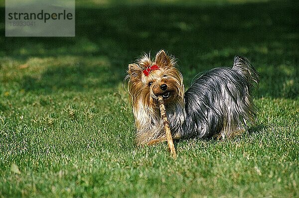 Yorkshire Terrier  Erwachsener spielt mit einem Holzstab