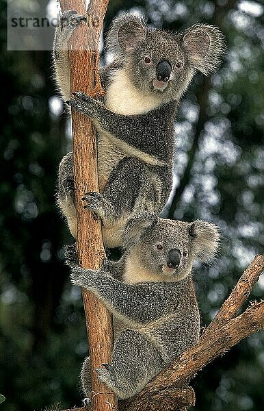 KOALA (phascolarctos cinereus)  ERWACHSENE AUF BRANCHE  AUSTRALIEN