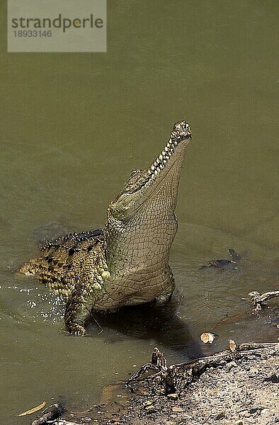 Australisches Süßwasserkrokodil  crocodylus johnstoni  Erwachsener  der aus dem Wasser auftaucht