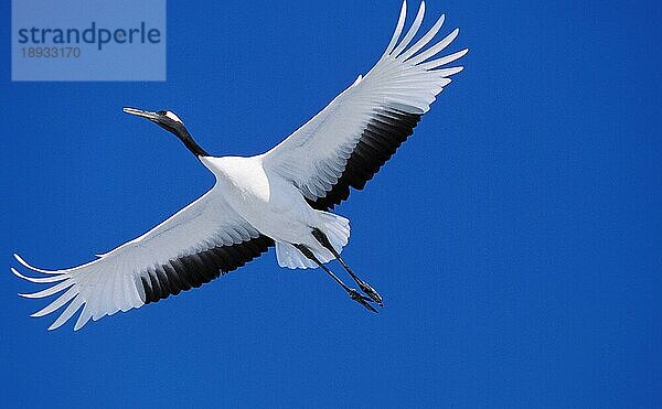 JAPANISCHER HANDE (grus japonensis)  ERWACHSENER IM FLUG  HOKKAIDO INSEL IN JAPAN