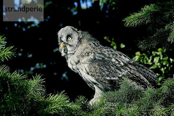 Bartkauz (strix nebulosa)  ERWACHSENER IM BAUM STEHEND