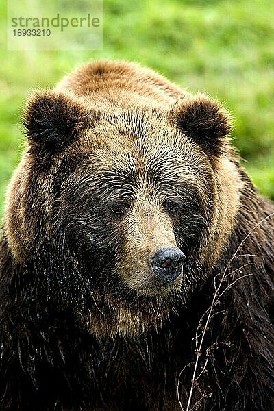 Braunbär (ursus arctos)  Porträt eines Erwachsenen