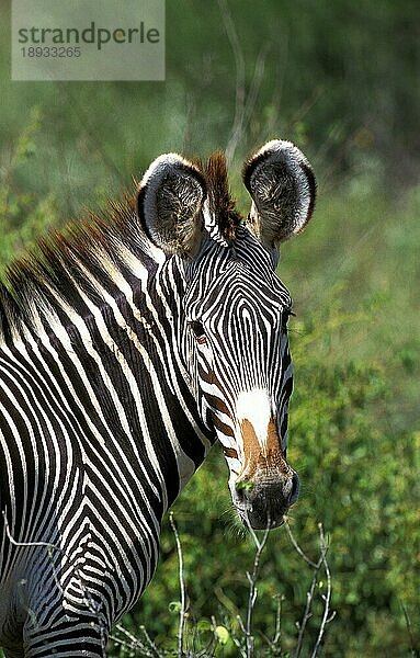 Grevyzebra (equus grevyi)  PORTRAIT EINES ERWACHSENEN  SAMBURU PARK IN KENIA