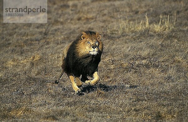 Afrikanischer Löwe (panthera leo)  erwachsen  laufend