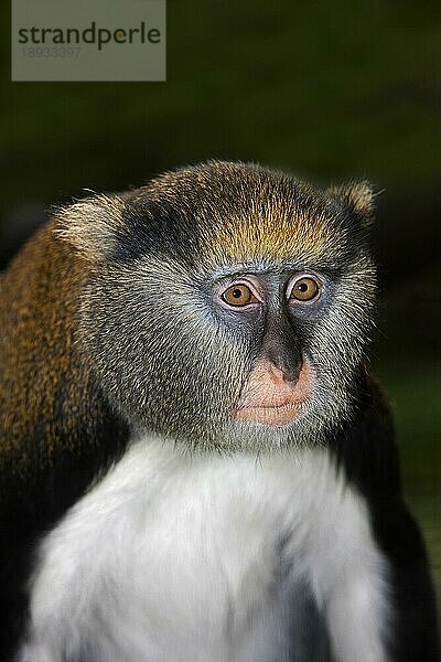 CAMPBELL-ÄFFCHEN (cercopithecus campbelli)  PORTRAIT EINES ERWACHSENEN