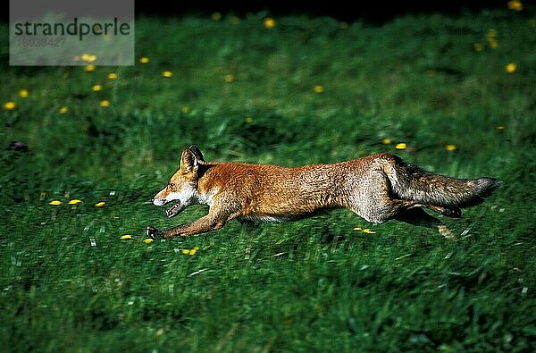 Rotfuchs (vulpes vulpes)  ERWACHSENER LÄUFT  NORMANDY