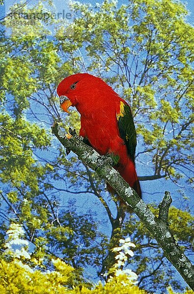 Schnatternder Lori  lorius garrulus  Erwachsener auf Ast stehend