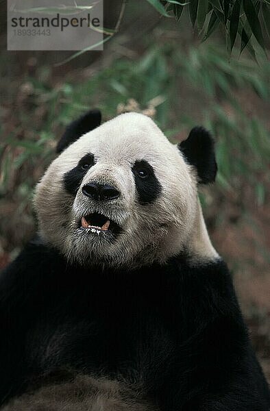 Großer Panda (ailuropoda melanoleuca)  Porträt eines Erwachsenen  Wolong-Reservat in China