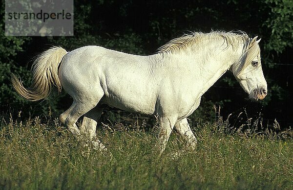 CAMARGUE PFERD  ERWACHSENE AUF DER WIESE  CAMARGUE IN Frankreich