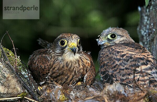 Turmfalke (falco tinnunculus)  Erwachsener und Küken am Nest